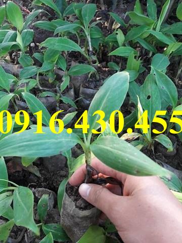 Cây giống chuối tây thái lùn
